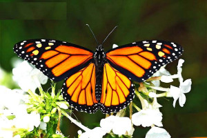 ARKive image GES054405 - Monarch butterfly